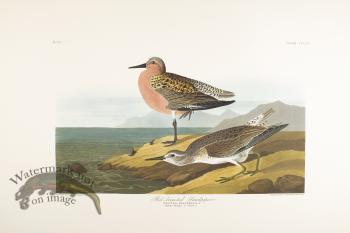 Red-Breasted Nuthatch